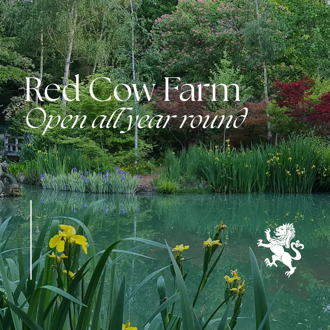 Red Cow Farm Open Garden - Southern Highlands